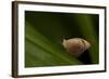 A Tropical Butterfly Perching on a Leaf-Joe Petersburger-Framed Photographic Print