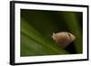 A Tropical Butterfly Perching on a Leaf-Joe Petersburger-Framed Photographic Print