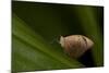 A Tropical Butterfly Perching on a Leaf-Joe Petersburger-Mounted Photographic Print