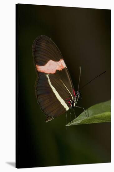 A Tropical Butterfly Perching on a Leaf-Joe Petersburger-Stretched Canvas