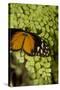 A Tropical Butterfly Rests on a Fern Leaf-Joe Petersburger-Stretched Canvas