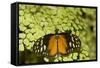 A Tropical Butterfly Rests on a Fern Leaf-Joe Petersburger-Framed Stretched Canvas