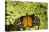 A Tropical Butterfly Rests on a Fern Leaf-Joe Petersburger-Stretched Canvas