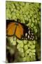 A Tropical Butterfly Rests on a Fern Leaf-Joe Petersburger-Mounted Photographic Print