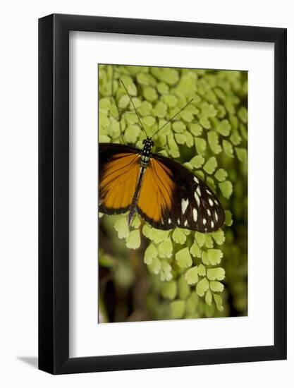 A Tropical Butterfly Rests on a Fern Leaf-Joe Petersburger-Framed Photographic Print