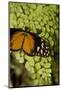 A Tropical Butterfly Rests on a Fern Leaf-Joe Petersburger-Mounted Photographic Print