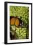 A Tropical Butterfly Rests on a Fern Leaf-Joe Petersburger-Framed Photographic Print