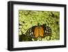 A Tropical Butterfly Rests on a Fern Leaf-Joe Petersburger-Framed Photographic Print