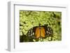 A Tropical Butterfly Rests on a Fern Leaf-Joe Petersburger-Framed Photographic Print