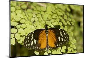 A Tropical Butterfly Rests on a Fern Leaf-Joe Petersburger-Mounted Photographic Print