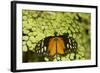 A Tropical Butterfly Rests on a Fern Leaf-Joe Petersburger-Framed Photographic Print