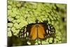 A Tropical Butterfly Rests on a Fern Leaf-Joe Petersburger-Mounted Photographic Print