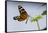 A Tropical Butterfly Sucking Nectar from a White Flower-Joe Petersburger-Framed Stretched Canvas