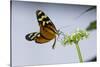 A Tropical Butterfly Sucking Nectar from a White Flower-Joe Petersburger-Stretched Canvas