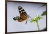 A Tropical Butterfly Sucking Nectar from a White Flower-Joe Petersburger-Framed Photographic Print