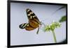 A Tropical Butterfly Sucking Nectar from a White Flower-Joe Petersburger-Framed Photographic Print