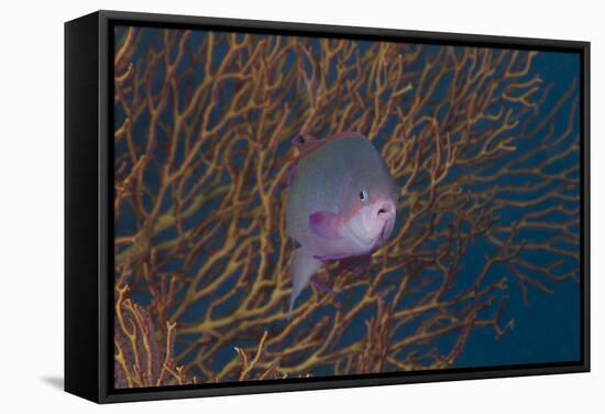 A Tropical Fish with Gorgonian in Background, Fiji-Stocktrek Images-Framed Stretched Canvas