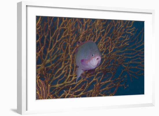 A Tropical Fish with Gorgonian in Background, Fiji-Stocktrek Images-Framed Photographic Print