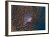 A Tropical Fish with Gorgonian in Background, Fiji-Stocktrek Images-Framed Photographic Print