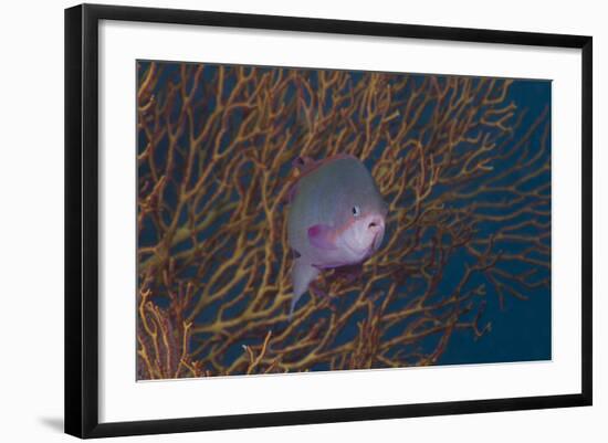 A Tropical Fish with Gorgonian in Background, Fiji-Stocktrek Images-Framed Photographic Print