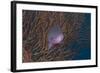 A Tropical Fish with Gorgonian in Background, Fiji-Stocktrek Images-Framed Photographic Print