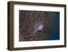 A Tropical Fish with Gorgonian in Background, Fiji-Stocktrek Images-Framed Photographic Print