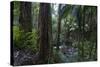 A tropical forest-Natalie Tepper-Stretched Canvas