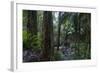 A tropical forest-Natalie Tepper-Framed Photo