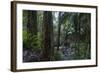 A tropical forest-Natalie Tepper-Framed Photo