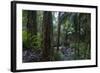 A tropical forest-Natalie Tepper-Framed Photo