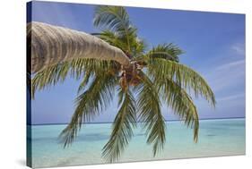 A tropical island beachside coconut palm, Gaafu Dhaalu atoll, in the far south of The Maldives-Nigel Hicks-Stretched Canvas