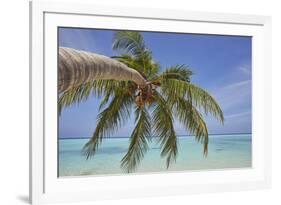 A tropical island beachside coconut palm, Gaafu Dhaalu atoll, in the far south of The Maldives-Nigel Hicks-Framed Photographic Print