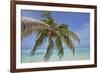 A tropical island beachside coconut palm, Gaafu Dhaalu atoll, in the far south of The Maldives-Nigel Hicks-Framed Photographic Print