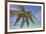 A tropical island beachside coconut palm, Gaafu Dhaalu atoll, in the far south of The Maldives-Nigel Hicks-Framed Photographic Print