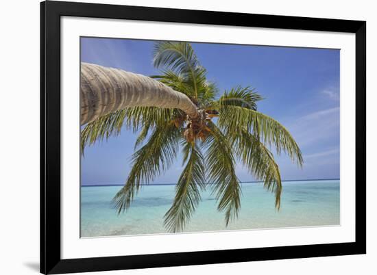 A tropical island beachside coconut palm, Gaafu Dhaalu atoll, in the far south of The Maldives-Nigel Hicks-Framed Photographic Print