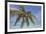 A tropical island beachside coconut palm, Gaafu Dhaalu atoll, in the far south of The Maldives-Nigel Hicks-Framed Photographic Print