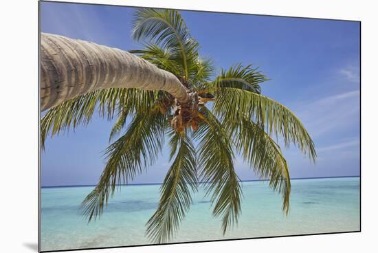 A tropical island beachside coconut palm, Gaafu Dhaalu atoll, in the far south of The Maldives-Nigel Hicks-Mounted Photographic Print