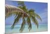 A tropical island beachside coconut palm, Gaafu Dhaalu atoll, in the far south of The Maldives-Nigel Hicks-Mounted Photographic Print