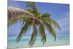 A tropical island beachside coconut palm, Gaafu Dhaalu atoll, in the far south of The Maldives-Nigel Hicks-Mounted Photographic Print