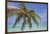 A tropical island beachside coconut palm, Gaafu Dhaalu atoll, in the far south of The Maldives-Nigel Hicks-Framed Photographic Print