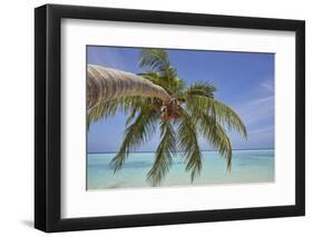 A tropical island beachside coconut palm, Gaafu Dhaalu atoll, in the far south of The Maldives-Nigel Hicks-Framed Photographic Print