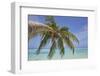 A tropical island beachside coconut palm, Gaafu Dhaalu atoll, in the far south of The Maldives-Nigel Hicks-Framed Photographic Print