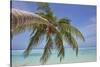 A tropical island beachside coconut palm, Gaafu Dhaalu atoll, in the far south of The Maldives-Nigel Hicks-Stretched Canvas