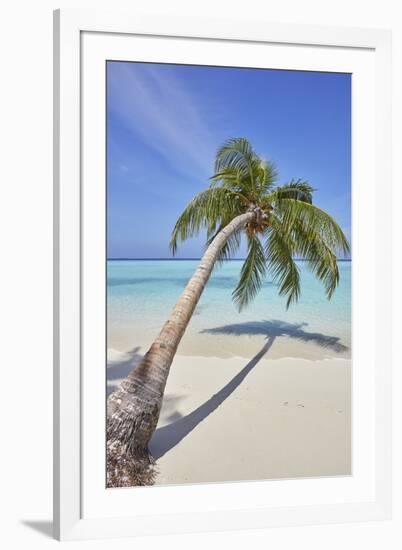 A tropical island beachside coconut palm, Gaafu Dhaalu atoll, in the far south of The Maldives-Nigel Hicks-Framed Photographic Print