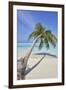 A tropical island beachside coconut palm, Gaafu Dhaalu atoll, in the far south of The Maldives-Nigel Hicks-Framed Photographic Print