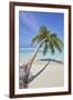 A tropical island beachside coconut palm, Gaafu Dhaalu atoll, in the far south of The Maldives-Nigel Hicks-Framed Photographic Print