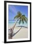 A tropical island beachside coconut palm, Gaafu Dhaalu atoll, in the far south of The Maldives-Nigel Hicks-Framed Photographic Print