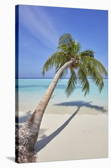 A tropical island beachside coconut palm, Gaafu Dhaalu atoll, in the far south of The Maldives-Nigel Hicks-Stretched Canvas