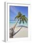 A tropical island beachside coconut palm, Gaafu Dhaalu atoll, in the far south of The Maldives-Nigel Hicks-Framed Photographic Print