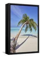 A tropical island beachside coconut palm, Gaafu Dhaalu atoll, in the far south of The Maldives-Nigel Hicks-Framed Stretched Canvas